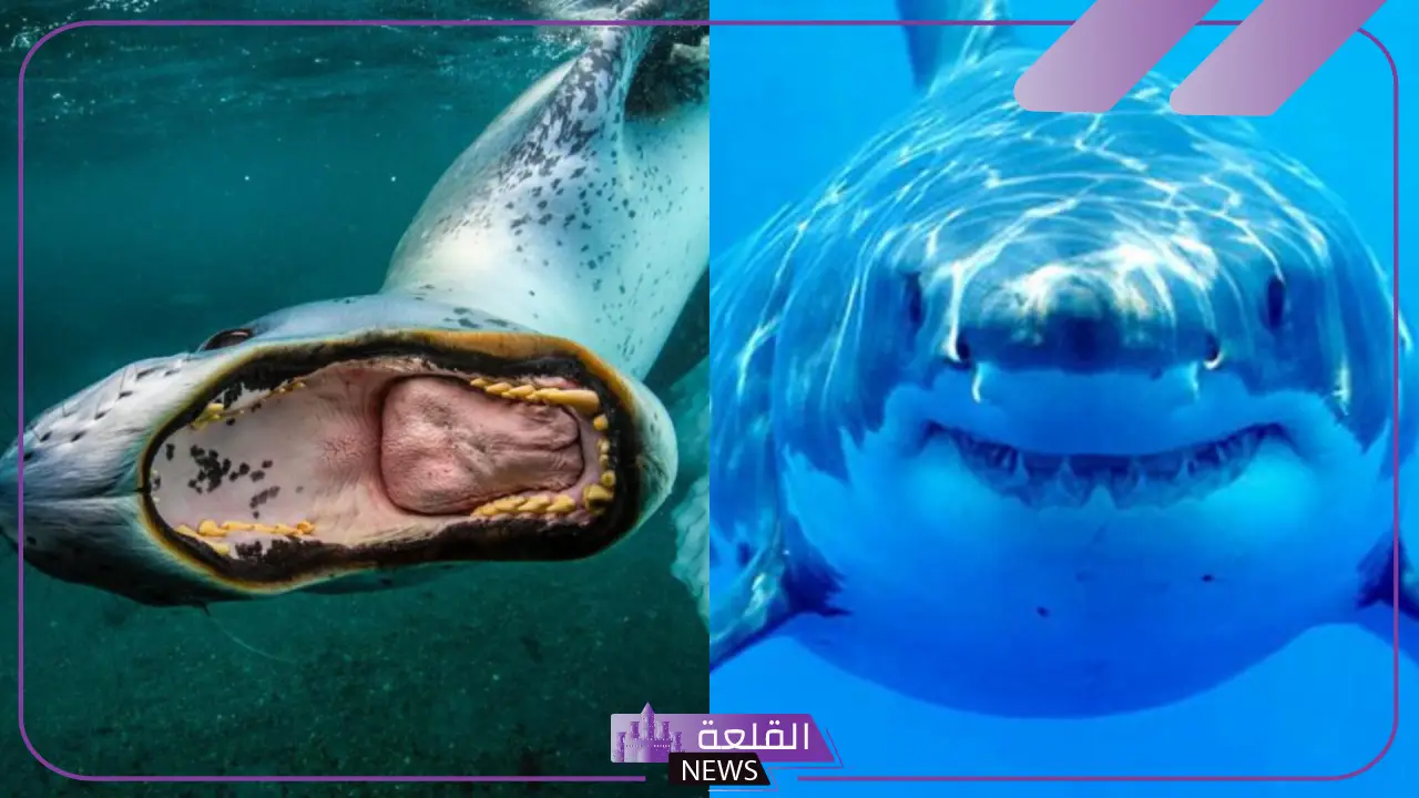 تفسير حلم رؤية سمك القرش في المنام للرجل والمرأة العزباء