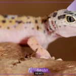 تفسير الحلم بالوزغ الصغير في المنام للمرأة لابن سيرين في البيت