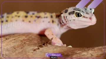 حلم الوزغ