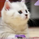 تفسير حلم قطة بيضاء في المنام للمرأة المتزوجة والعزباء لابن سيرين