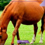 كم مدة حمل الخيل؟ العوامل التي تؤثر على مدة حمل الحصان