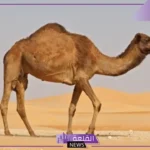 ما هو اسم صوت الجمل؟ خصائص الجمل ومعلومات عن حياته