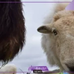 تفسير رؤية الذبيحه بالحلم للمرأة والرجل لابن سيرين ورمزها