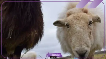 دلالة الذبيحة