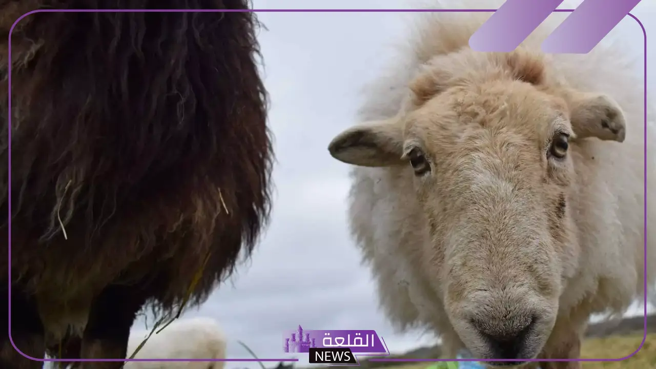 تفسير رؤية الذبيحه بالحلم للمرأة والرجل لابن سيرين ورمزها