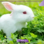 تفسير حلم رؤية الارنب الابيض في المنام للعزباء لابن سيرين