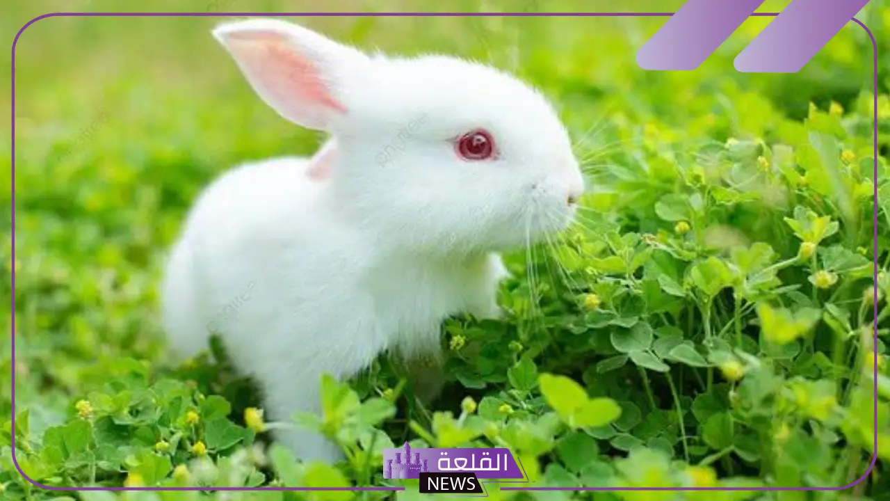 تفسير حلم رؤية الارنب الابيض في المنام للعزباء لابن سيرين