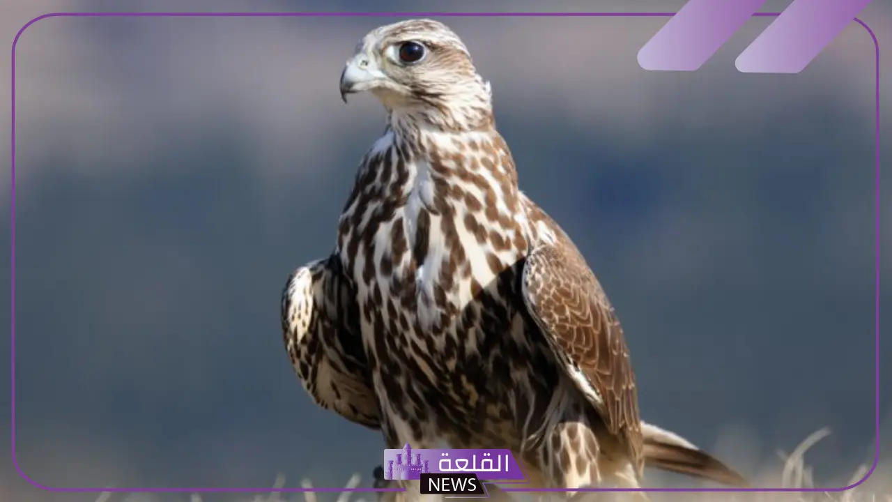 تفسير حلم رؤية الصقر في المنام لابن شاهين للمرأة العزباء والمتزوجة 5 تفسير رؤية الصقر في الحلم