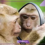 تفسير حلم رؤية قرد في المنام للمرأة والرجل لابن سيرين