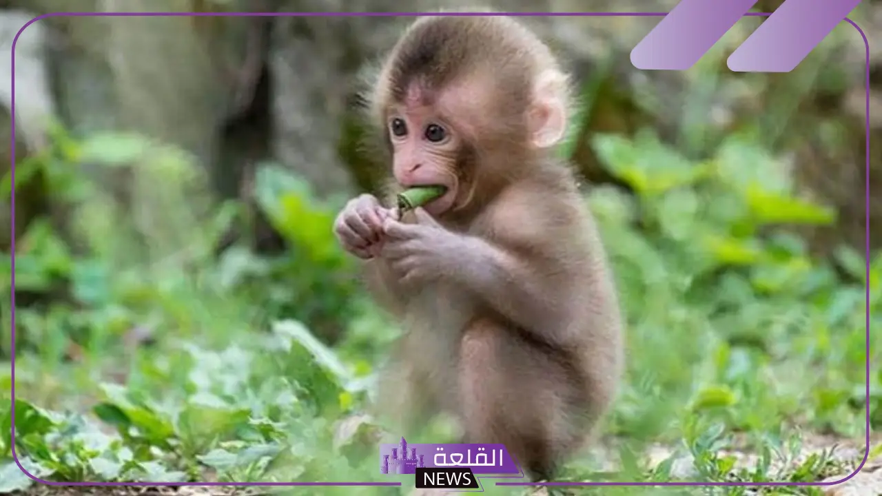 تفسير القرد في المنام ورؤيته لابن سيرين للمتزوجة وعلاقته بالسحر تفسير القرد في المنام ورؤيته لابن سيرين للمتزوجة وعلاقته بالسحر
