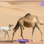 رمز الناقة في المنام وعلاقتها بقدوم الخير والأخبار السعيدة