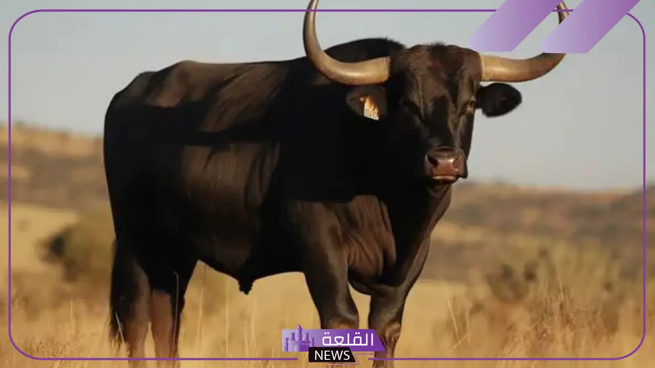 تفسير رؤية الثور في المنام للمرأة والرجل للعالم ابن سيرين تفسير رؤية الثور في المنام للمرأة والرجل للعالم ابن سيرين