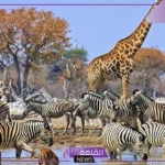 أنواع سلوكيات الحيوانات.. سلوك الحيوانات من أجل البقاء