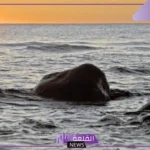 عبارات عن البحر والسماء والقمر جميلة تويتر.. كلمات عن موج البحر