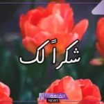 فنون الرد على الكلام الجميل الرومانسي.. فن الرد المهذب أمثلة