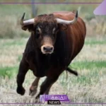 ما اسم بيت الثور؟ ما هي خصائص الثور؟