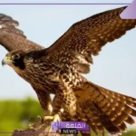 تفسير حلم رؤية الصقر في المنام لابن شاهين للمرأة العزباء والمتزوجة