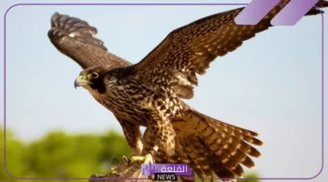 معنى حلم الصقر