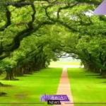 تفسير حلم مكان اخضر جميل وكبير في المنام لابن سيرين