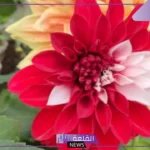 أنواع نبات ذوات الفلقتين وأمثلة عليها