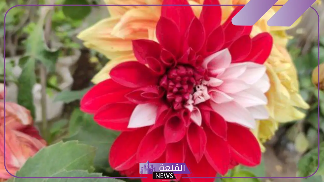 أنواع نبات ذوات الفلقتين وأمثلة عليها