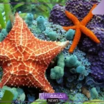معلومات عن نجم البحر وعن حياته.. هل نجم البحر سام؟