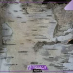 ما هو اللحاء وما هو دوره؟ ما الفرق بين اللحاء والخشب