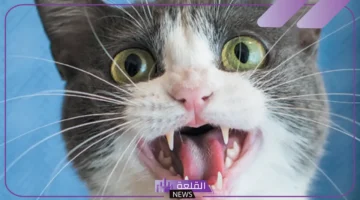 ولادة القطة في الحلم