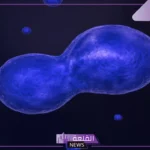 تنفصل الكروموسومات خلال الانقسام المتساوي في الطور تنفصل الكروموسومات خلال الانقسام المتساوي في الطور