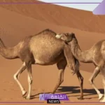 صوت الجمل يسمى: السلوكيات التي تساعد الجمل على العيش في الصحراء