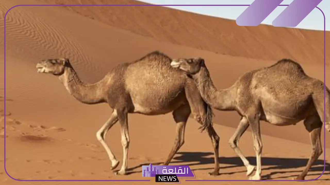 صوت الجمل يسمى: السلوكيات التي تساعد الجمل على العيش في الصحراء