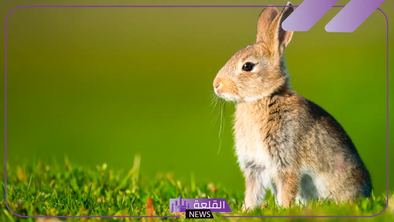 صفات الأرنب الجسدية والسلوكية.. معلومات عن الأرانب وتربيتها