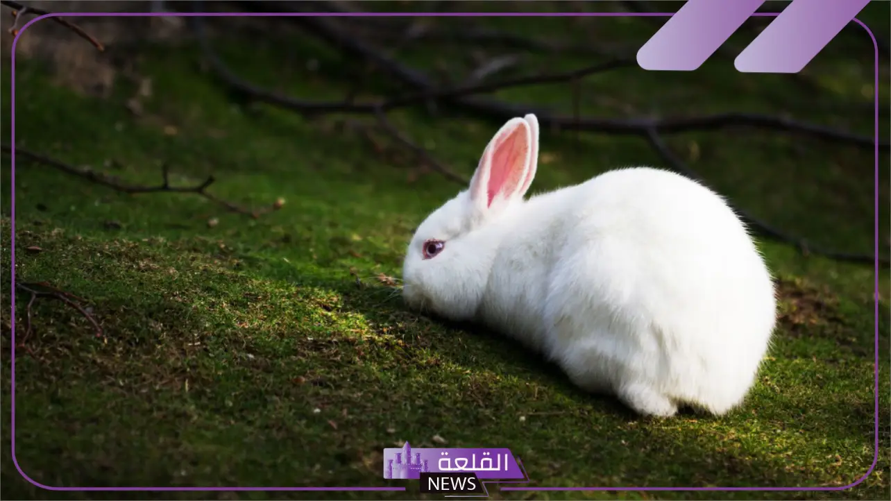 صفات الأرنب الجسدية والسلوكية.. معلومات عن الأرانب وتربيتها صفات الأرنب الجسدية والسلوكية.. معلومات عن الأرانب وتربيتها