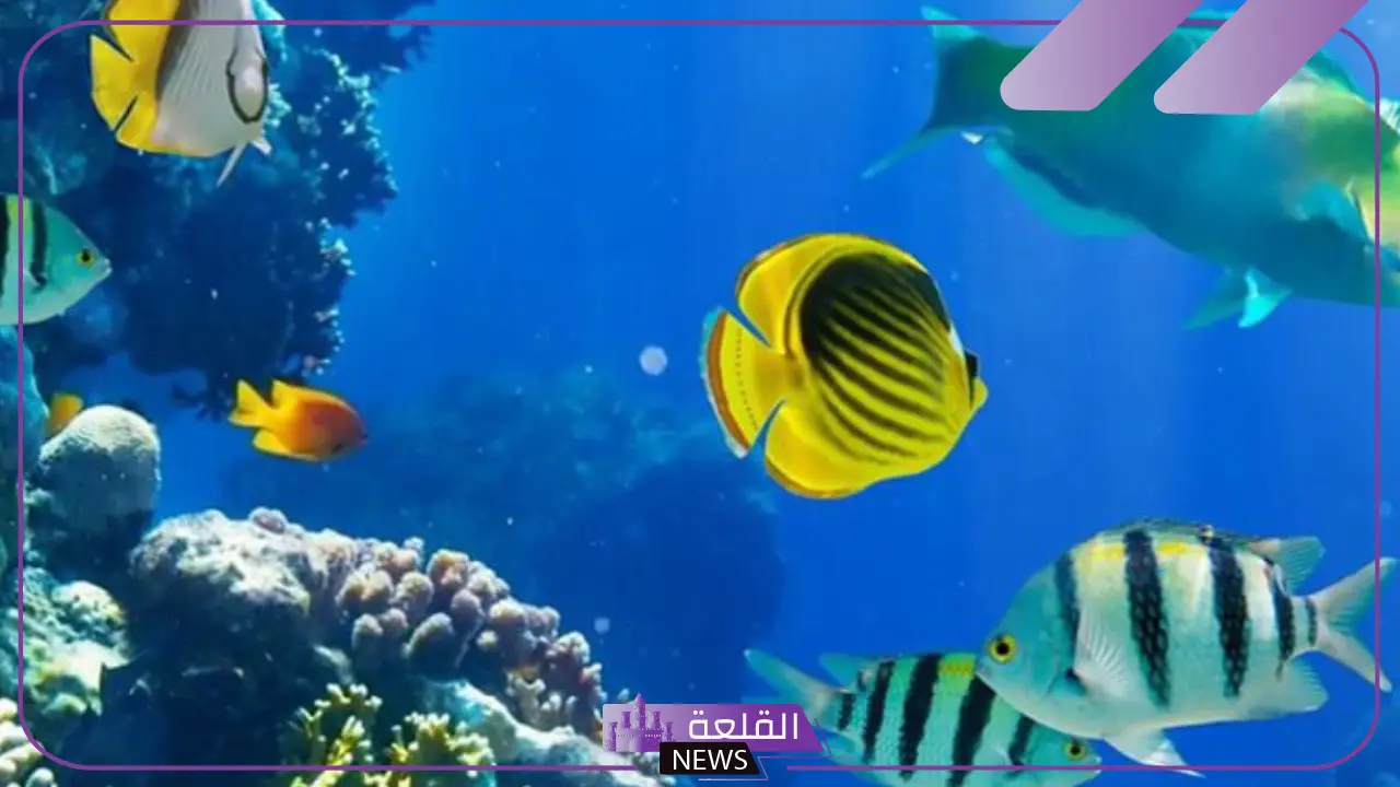 قائمة الوان السمك الزينة في البحر بأنواعه