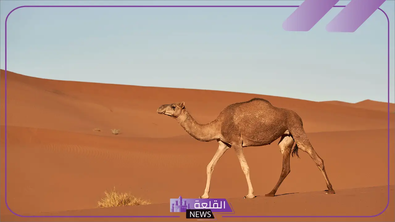 تكيف الجمل في الصحراء.. كيف يحمي الجمل نفسه من الاعداء؟ تكيف الجمل في الصحراء.. كيف يحمي الجمل نفسه من الاعداء؟