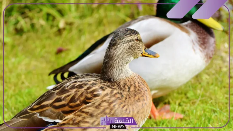معلومات عن البط المستأنس وأنواعه