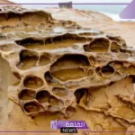 ما هي التجوية الكيميائية باستخدام الكائنات الحية؟