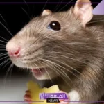 تفسير حلم الجرذ في المنام وهجومه للمرأة للعالم ابن سيرين