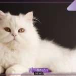 تفسير حلم القطة البيضاء في المنام للمتزوجة والعزباء لابن سيرين