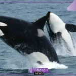 معلومات عن حياة الحوت الأسود.. هل حوت الأوركا خطير؟