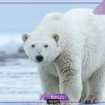 الدب القطبي يوجد في منطقة: ماذا يأكل الدب القطبي