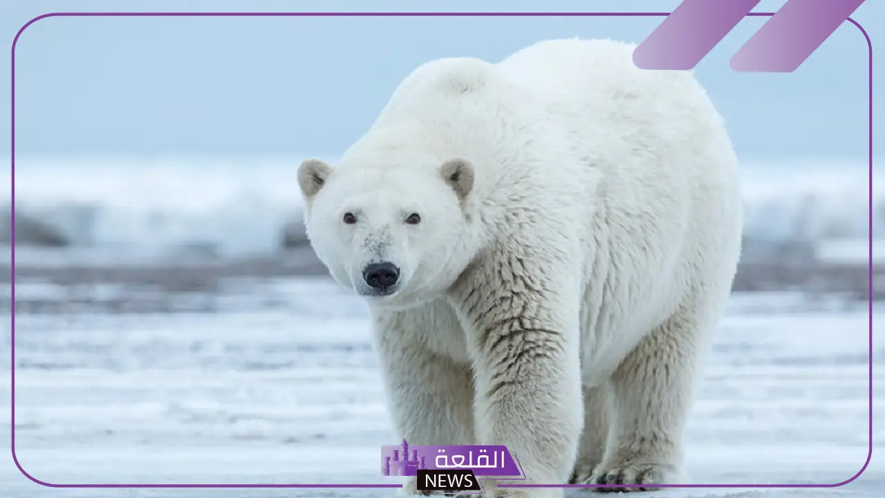 الدب القطبي يوجد في منطقة: ماذا يأكل الدب القطبي