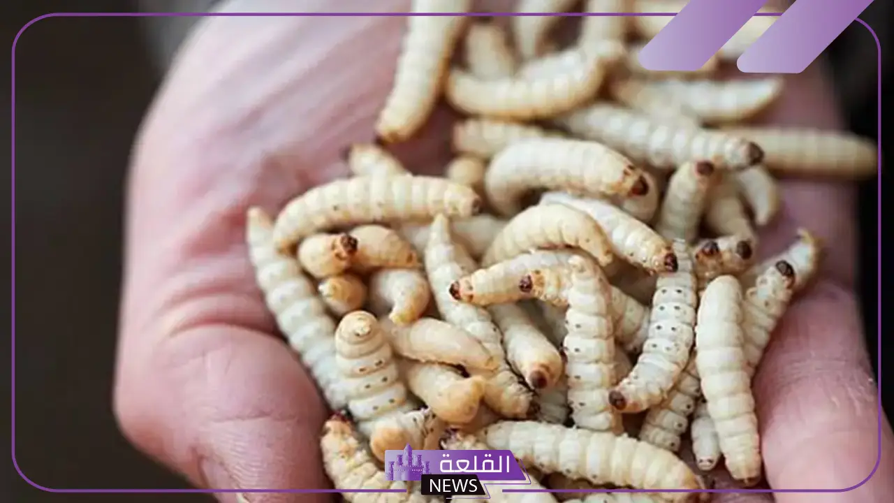 تفسير حلم الدود الابيض في المنام لابن سيرين والنابلسي