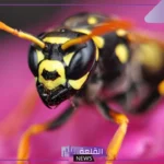 رمز قتل الذبابة في المنام للرجل والمتزوجة لابن سيرين