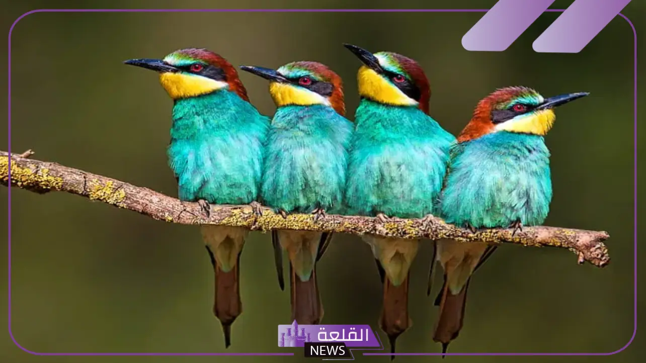 خصائص الطيور التركيبية.. الخصائص الفسيولوجية للطيور خصائص الطيور التركيبية.. الخصائص الفسيولوجية للطيور