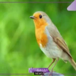 خصائص الطيور التركيبية.. الخصائص الفسيولوجية للطيور