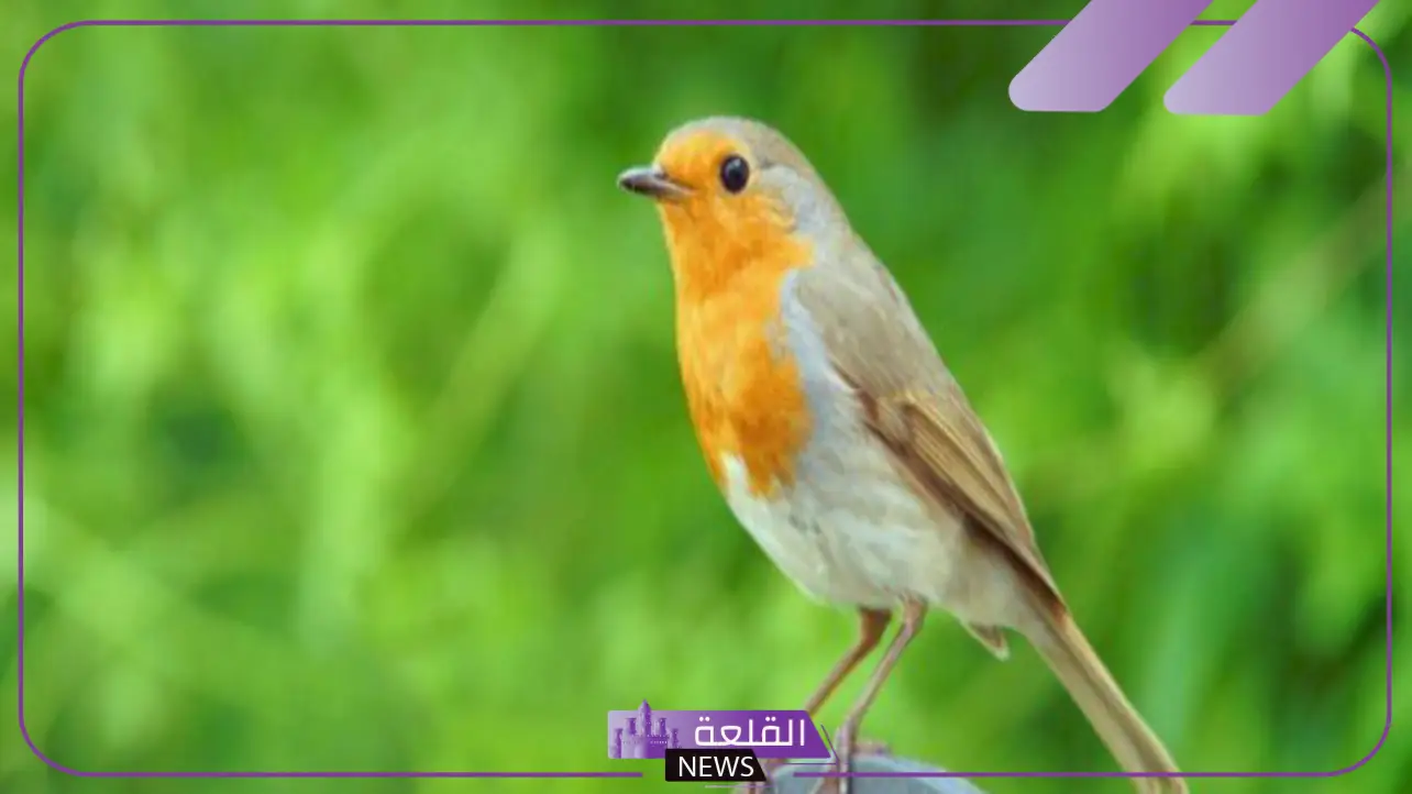 خصائص الطيور التركيبية.. الخصائص الفسيولوجية للطيور