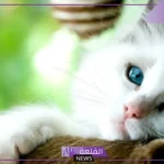 معلومات عن القطط بالانجليزي.. أصول القطط في الحضارات القديمة