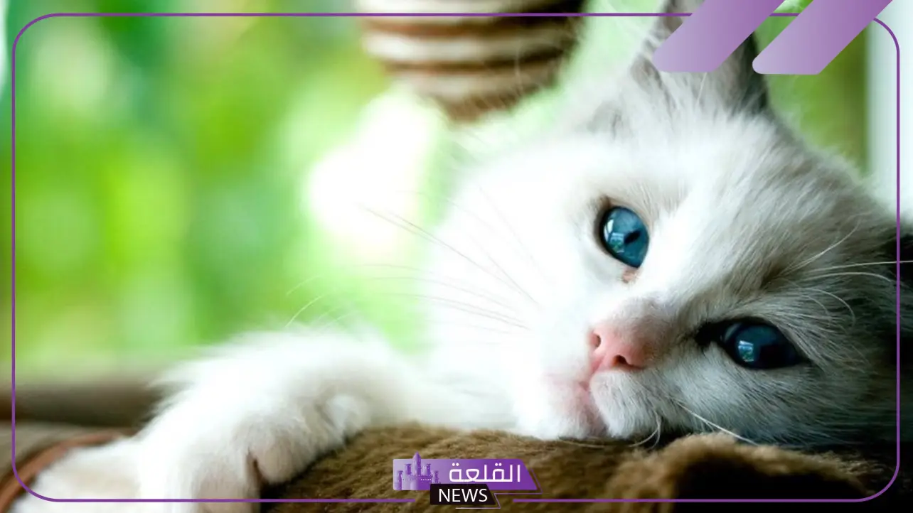 معلومات عن القطط بالانجليزي.. أصول القطط في الحضارات القديمة
