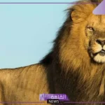 هل الليث حيوان؟ أبرز ما يميز الليث: صفاته وسلوكه